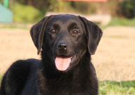 拉布拉多吃自己的便便怎么辦（怎么解決）